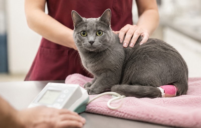Warum Blutdruckmessen bei Katzen Leben rettet