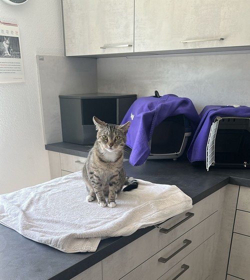 Eine Katze sitzt auf einer Decke im behandlungsraum. Hinter ihr ist eine geöffnete Transportbox zu sehen