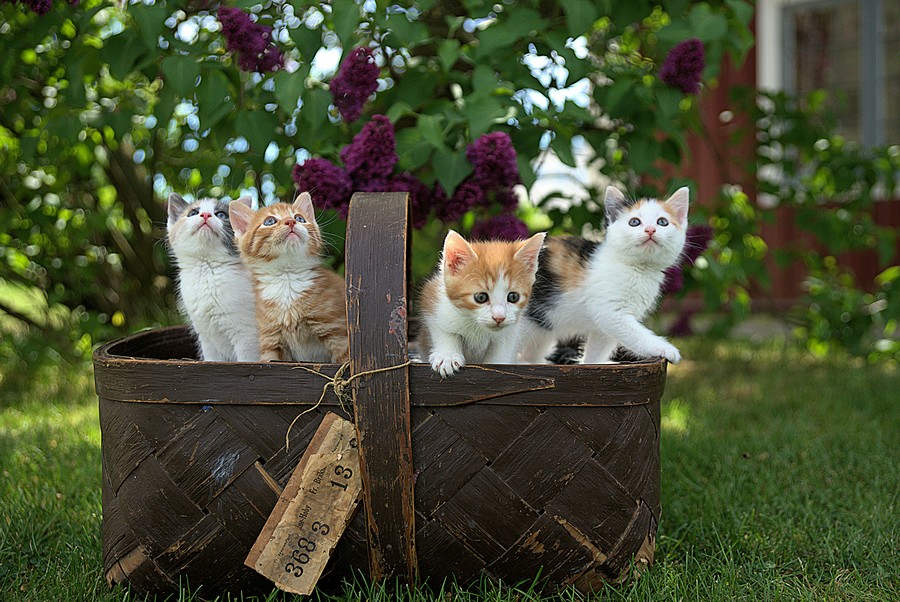 Jede Katze sollte kastriert sein!