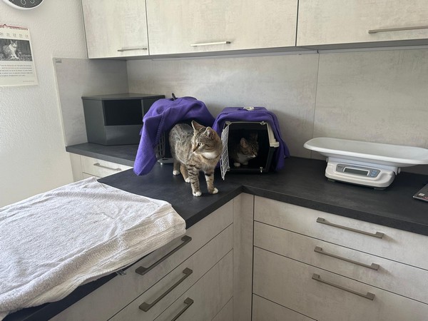 Respekt für die Katze: Warum ein katzenfreundlicher Tierarzt den Unterschied macht