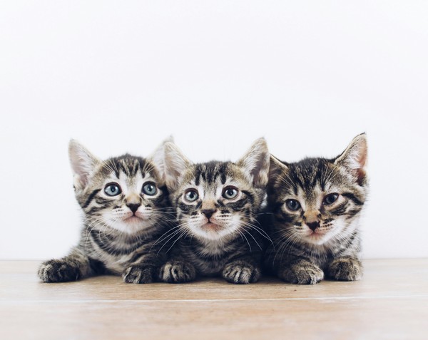Warum Kitten nicht alleine aufgezogen werden sollten