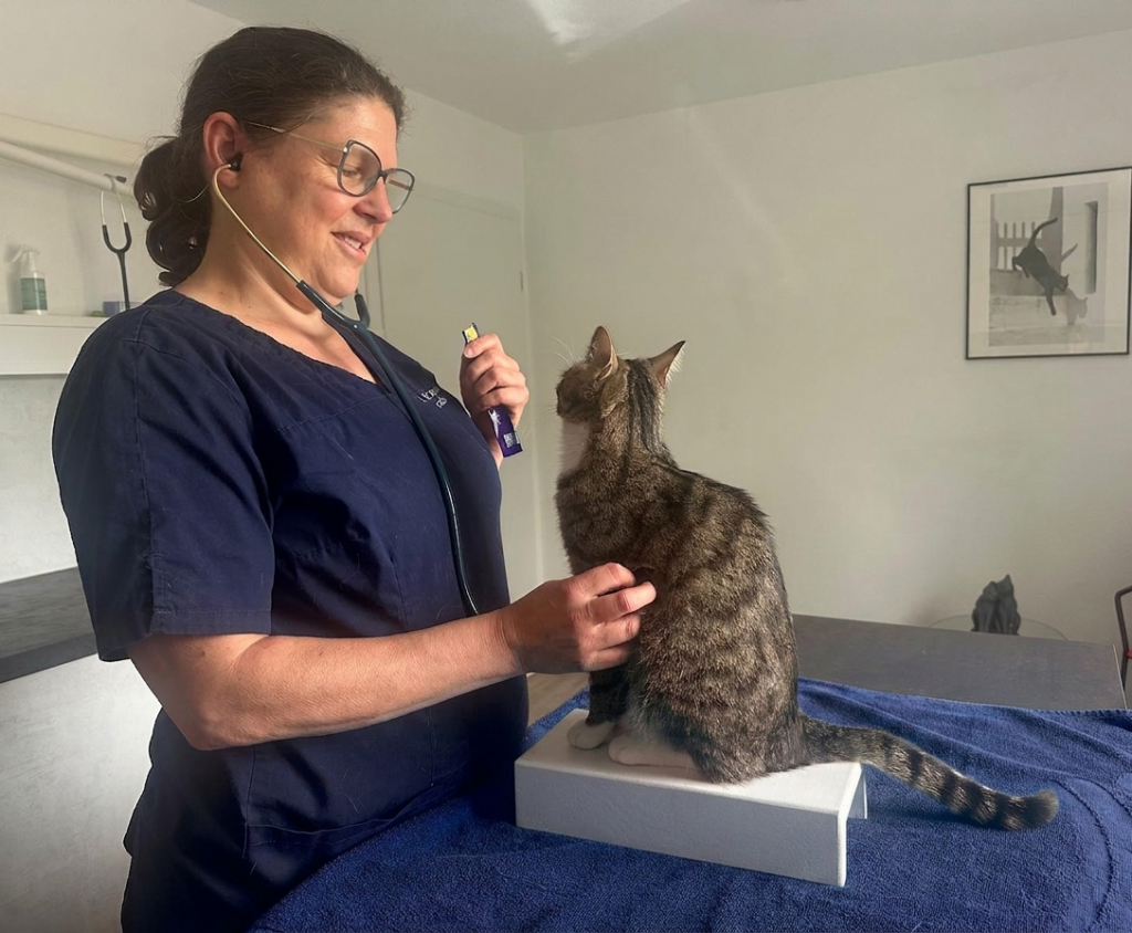 Tierärztin hört getigerte Katze mit einem Stethoskop ab. Katze blebt dabei ruhig sitzen.