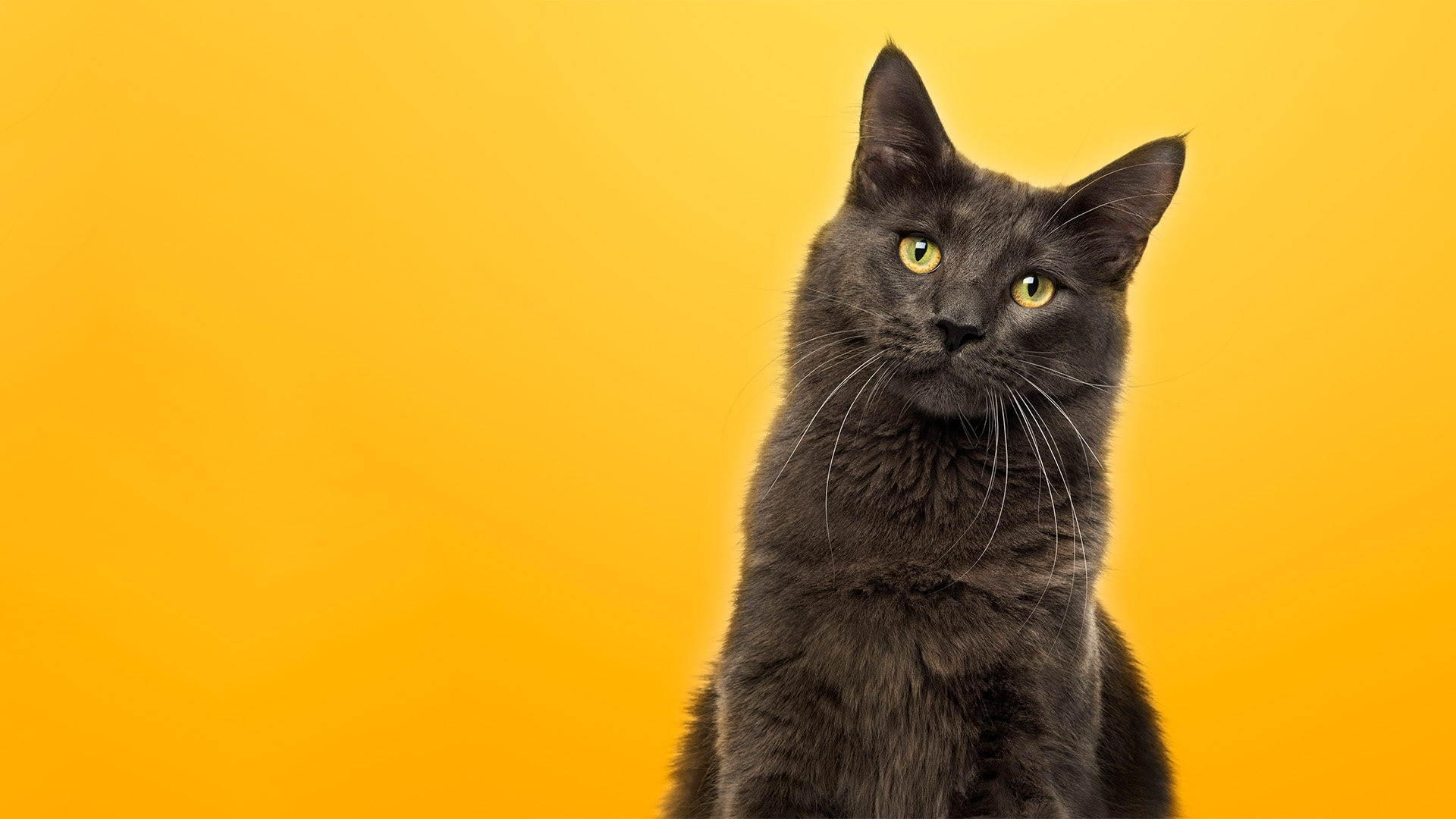 Dunkle Katze auf gelbem Hintergrund