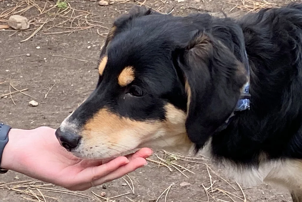 Ein Hund legt die Schnauze in die Hand eines Menschen.