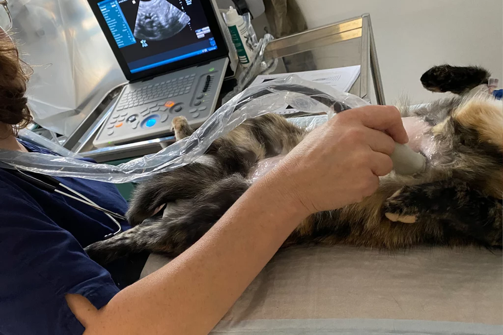 Eine dunkle Katze wird mit Ultraschall behandelt