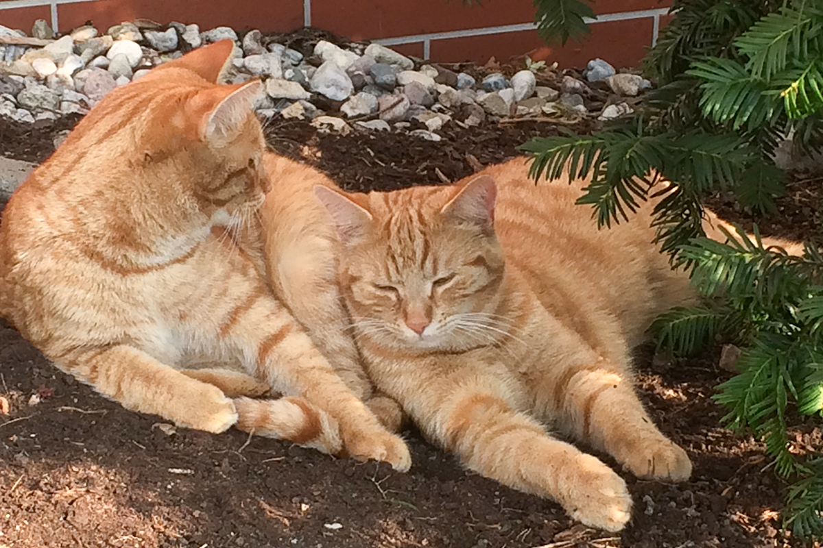Zwei rote Katzen oder Kater liegen nebeneinander im Sand.
