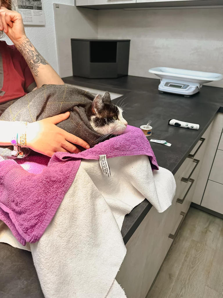 Katze in ein Handtuch eingewickelt in Behandlung