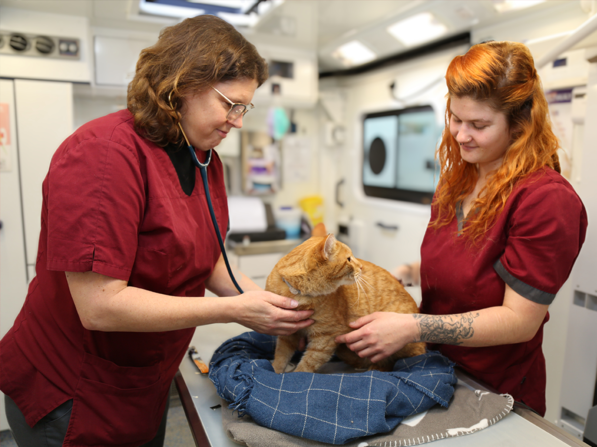 Praxisteam bei einer Untersuchung einer roten Katze